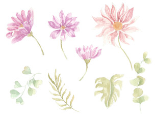 Plakat set of dahlia watercolor flowers isolated