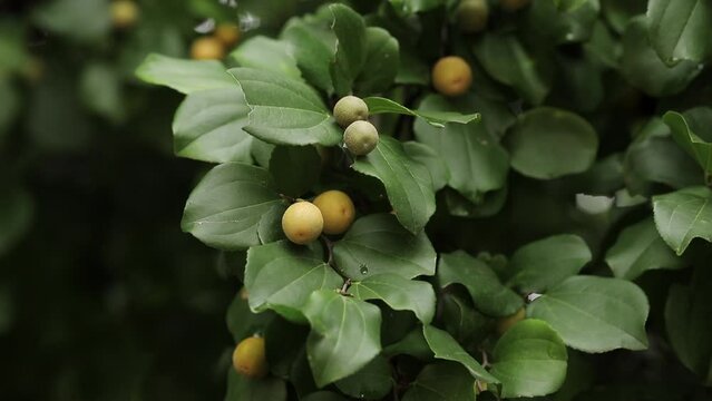 ju&aacute; - detail of the ripe fruit and leaves of the juazeiro tree