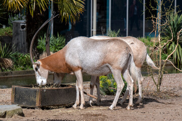 Scimitar-Horned Oryx At The Artis Zoo At Amsterdam The Netherlands 24-3-2023