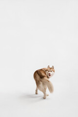 cute red siberian husky dog spinning around trick in the studio on a white background with space for text