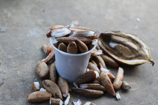 Seeds of babassu 