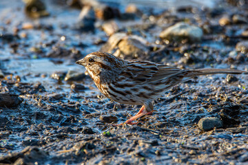 A song sparrow, Melospiza melodia, foraging at a wetland in Culver, Indiana