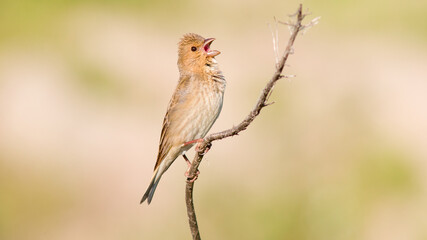 robin on branch