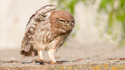 owl on a branch