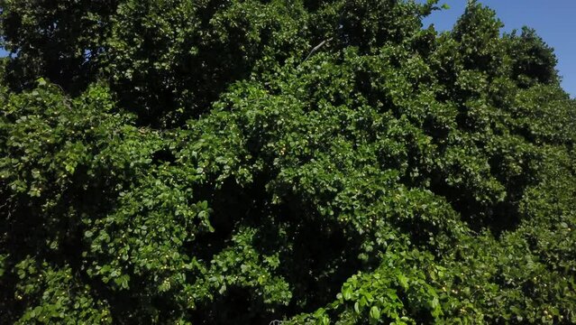 ju&aacute; - canopy of the juazeiro tree loaded with ripe fruits