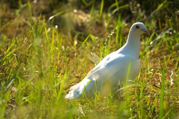 gołomb biały zwierzak natura ptak bird 