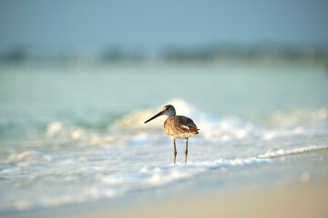 Large-Billed Dowitcher wild sea bird looking for food on seaside in summer