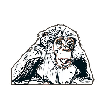 monkey color sketch with transparent background