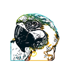 Color sketch of a parrot with transparent background