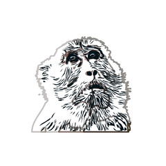 monkey color sketch with transparent background