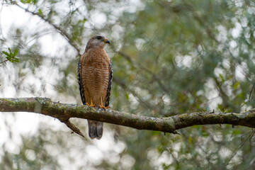 The red-shouldered hawk bird perching on a tree branch looking for prey to hunt in summer forest