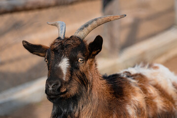 cinematic mode animal ram - goat