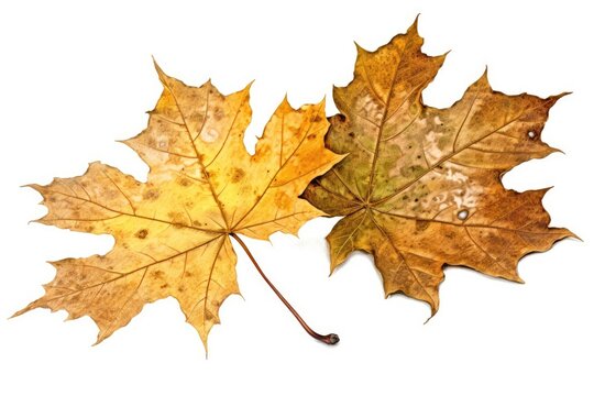 This outstanding 2D drawing of maple leaves in the autumn with a colorful and white backdrop. Generative AI