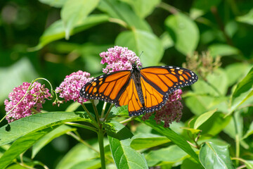 Monarch (Danaus plexippus) butterfly in Canada on flower