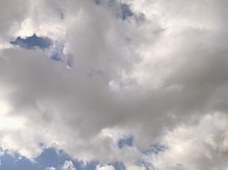 Bird flying in the cloudy sky in the morning