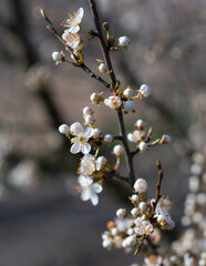 cherry tree blossoms Prunus incisa 'Kojo-no-mai'