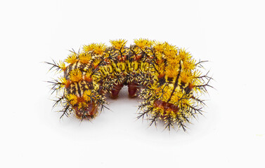 buck moth caterpillar- Hemileuca maia - is a member of Saturniidae, the giant silkworm family, poisonous hairs or spines are hollow and connected to poison glands isolated on white background