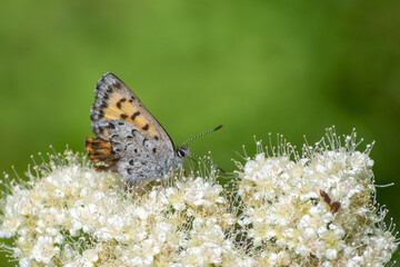 Mariposa Copper (Tharsalea mariposa) butterfly in Canada on a white flower.