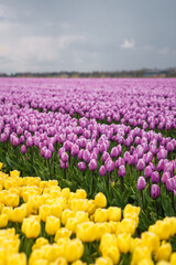field of tulips