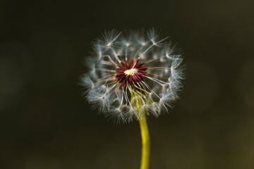 photograph of a dandelion flower with a blurred background