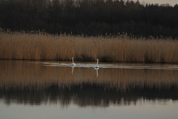 Two swans on a river