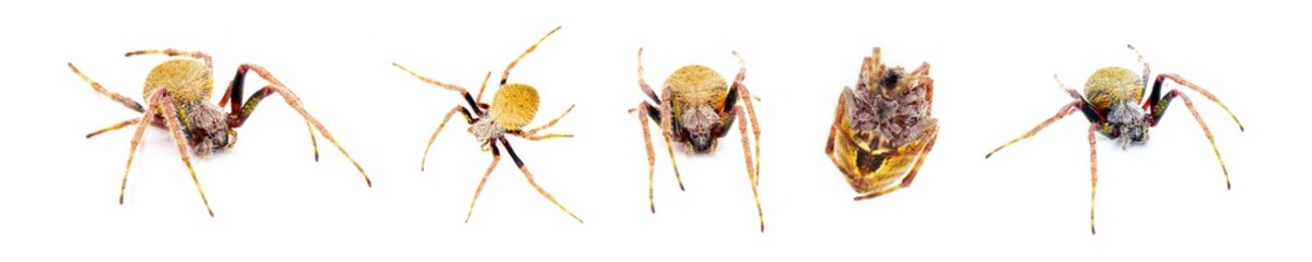 female Tropical orb weaver spider - Eriophora ravilla - isolated cutout on white background.  Multiple views