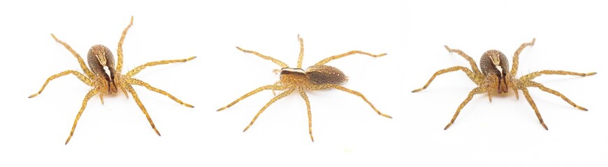 hentz wolf spider - rabidosa hentzi - isolated on white background. Three views