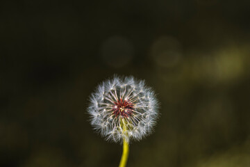 photograph of a dandelion flower with a blurred background