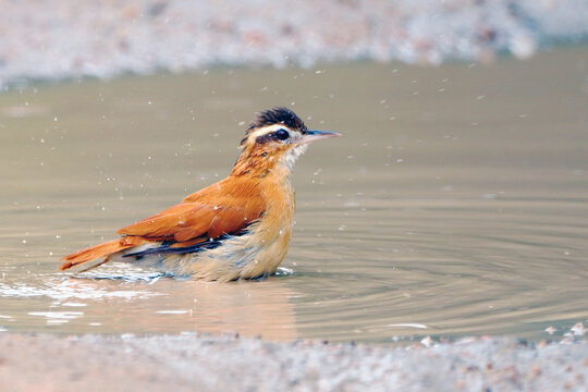Pale-legged Hornero (Furnarius leucopus) bathing in a puddle in the middle of a dirt road