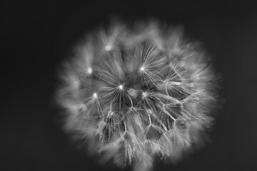 black and white photograph of a dandelion flower