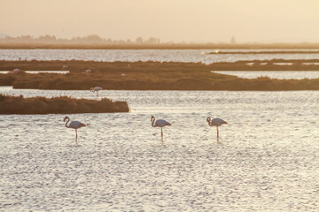 group of flamingos