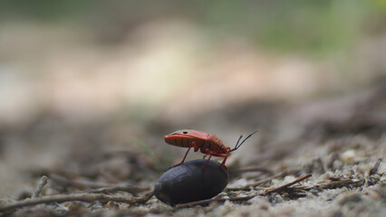 bug, Insect perched on grain with textured background insect macro
