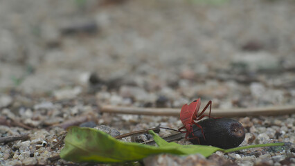 bug, Insect perched on grain with textured background insect macro