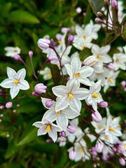 Close up of small white Star flowers with yellow stamen blooming on green leafy shrub - 593340186