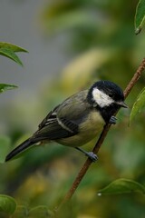 Obraz premium Vertical closeup of a Great tit, Parus major perched on a thin branch