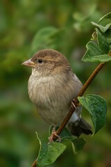 Vertical closeup of a female sparrow perched on a thin branch captured from the side