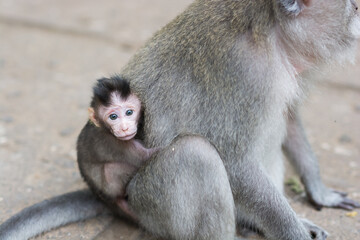 macaque and baby