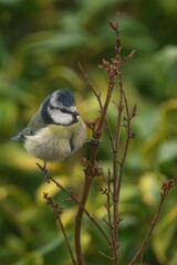 Vertical closeup of a Eurasian blue tit, Cyanistes caeruleus perched on a thin branch