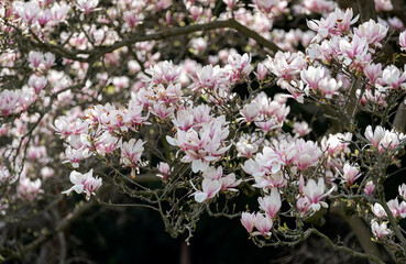 Blooming magnolia tree in the old spring park