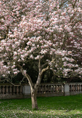 Blooming magnolia tree in the old spring park