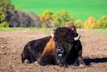 A look at a bison in the middle of Germany