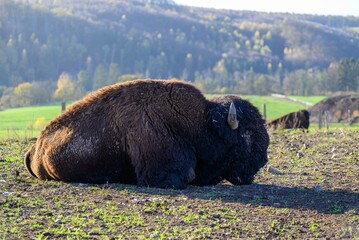 A look at a bison in the middle of Germany