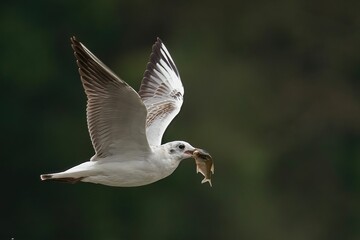 Closeup of a black-headed gull flying while holding a little fish with its beak