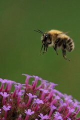 Vertical closeup of Common Carder Bumblebee flying towards the delicate Verbena bonariensis flowers