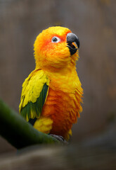 Sun parakeet