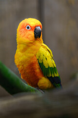 Sun parakeet