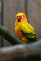 Sun parakeet