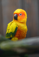 Sun parakeet