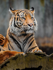Sumatran tiger