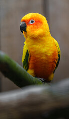 Sun parakeet